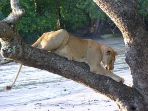 Lion - photo by Michael Reik